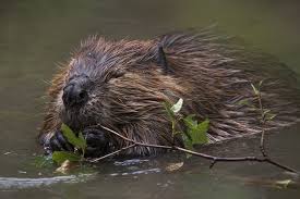 A beaver in Alaska near the Inside Passage around Prince of Wales Island
