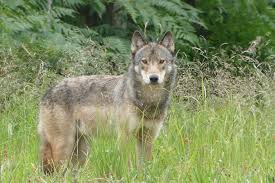 A grey wolf in Alaska near the Inside Passage around Prince of Wales Island