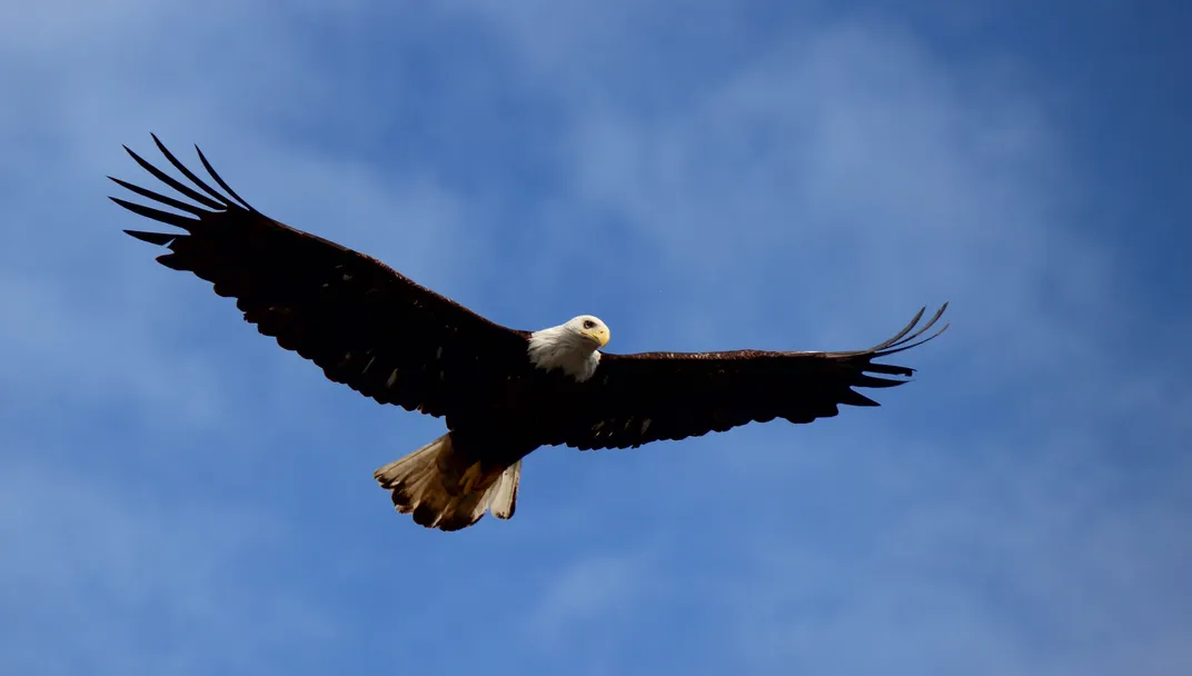An image of a bald eagle flying overhead in Ketchikan, Alaska
