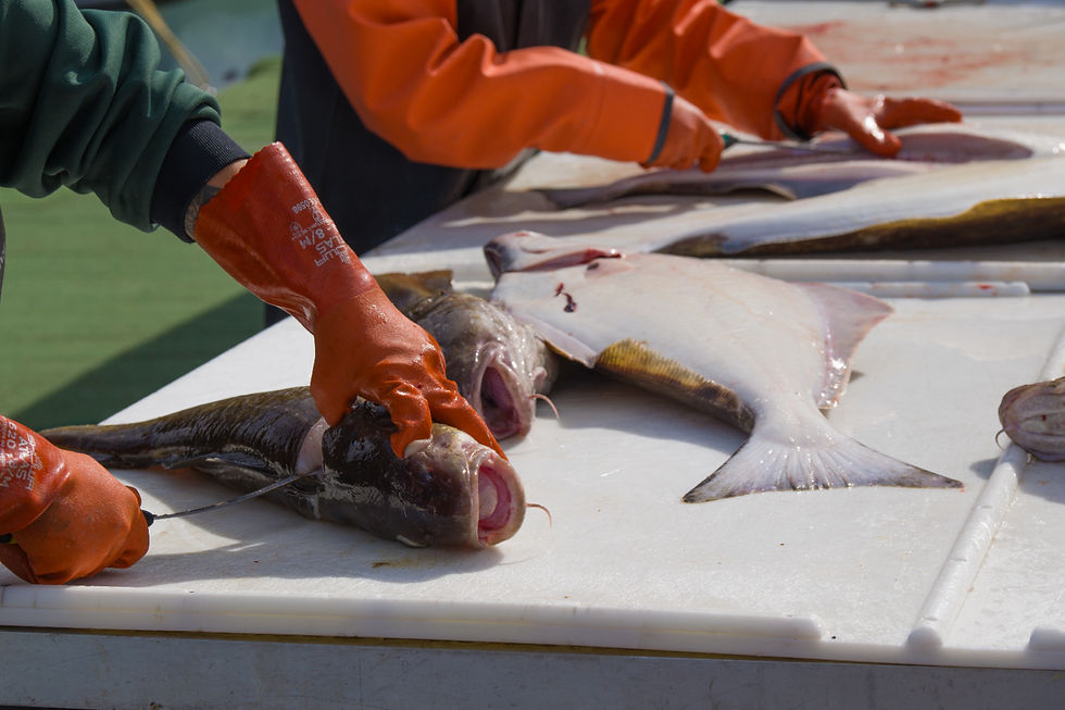deckhands cleaning Pacific Cod and filleted the fish that guests caught that day around Ketchikan with Sportsman's Cove Lodge