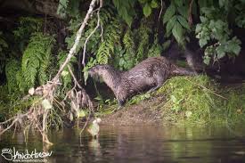 A sea otter in Alaska near the Inside Passage around Prince of Wales Island