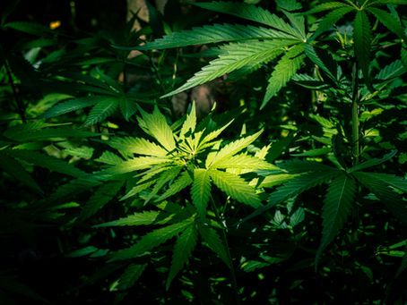 Why White Nerds Strain Is Favorite Among Cannabis Lovers