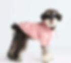 Top 7 Warm Coats for Dogs to Keep Your Pup Cozy This Winter