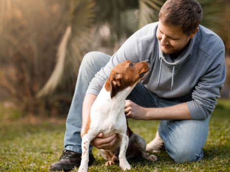 Essential Grooming Products Every Miami Dog Owner Needs: The 7 Best Items for the Tropical Climate