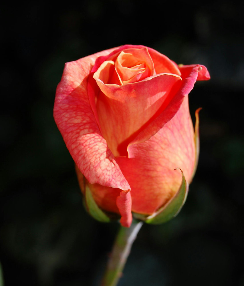 Long Life Roses Grace in Every Corner: Discover the Magic of Long-Lasting Roses