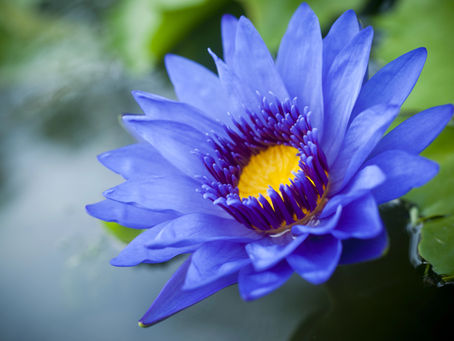 The 5 Best Blue Lotus Pre-Rolls to Try Right Now