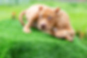 Key Considerations When Using Artificial Grass for Dogs