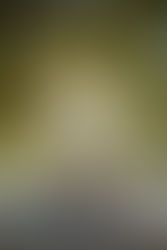 The roots of an ancient tree with sunlight streaming through its branches