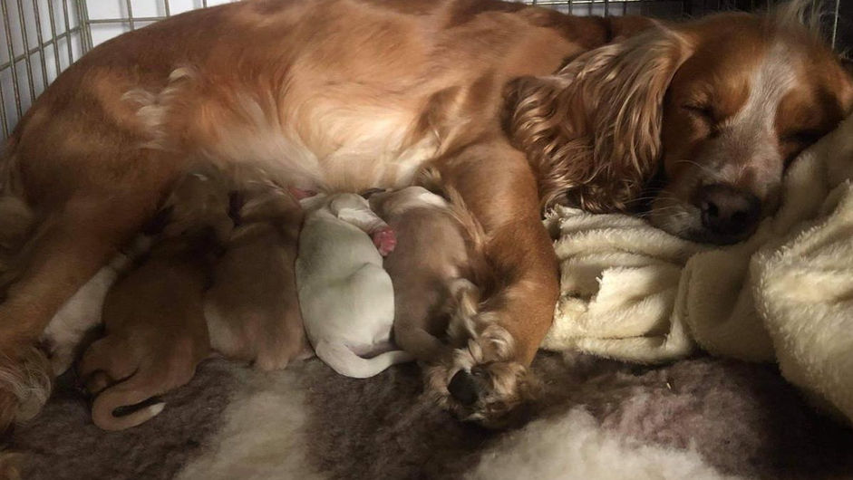 Ginger dog led in crate with puppy suckling her milk