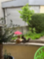 Agentur-Eichhörnchen