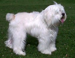 Ruffo