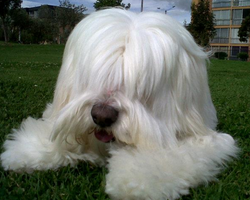 Ruffo