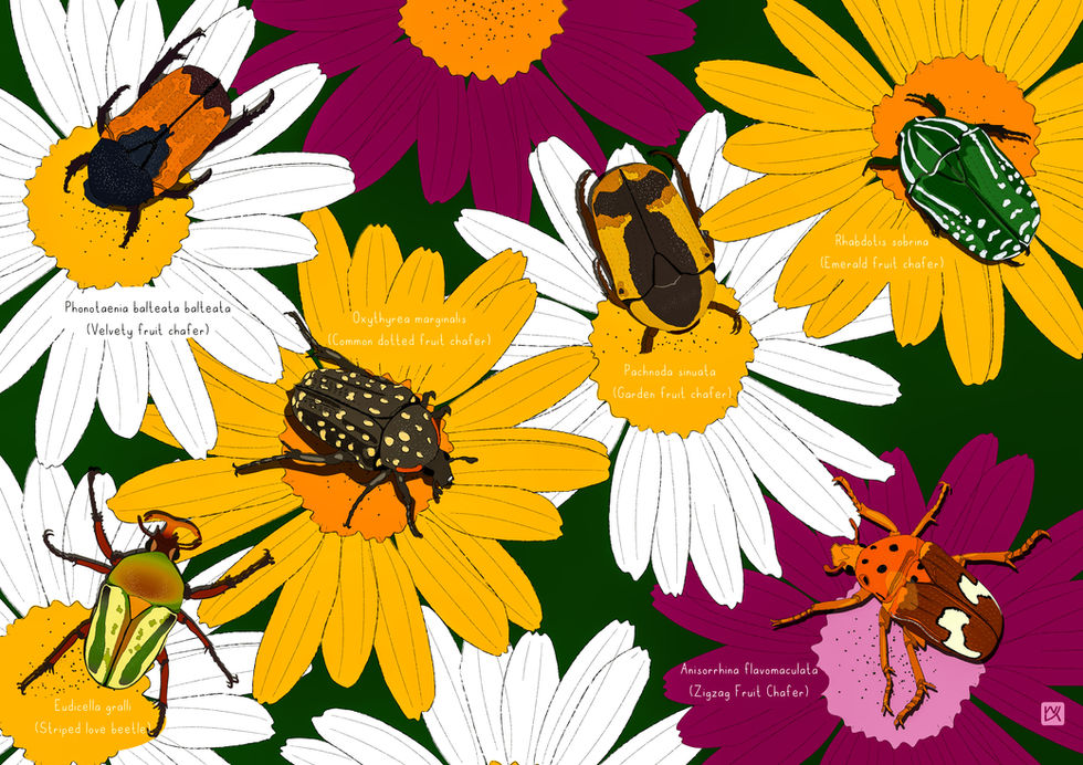 illustrations of various flower chafer beetles in Kenya
