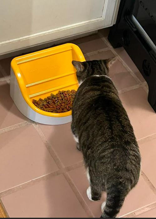 Bowl stays put (Kitty-Tabby cat)