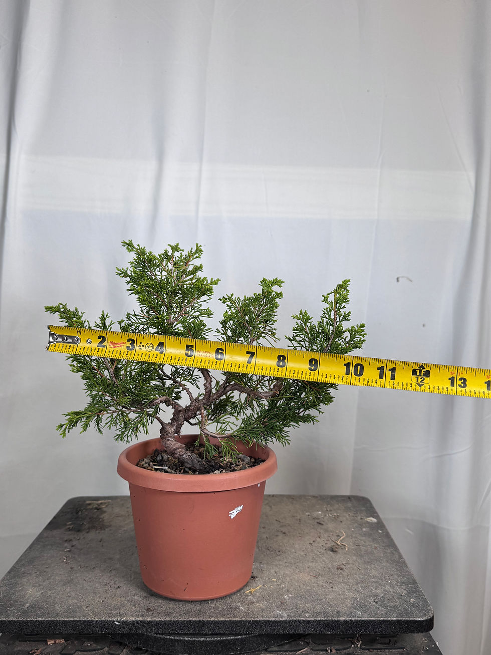 Thumbnail: Itoigawa Juniper 58