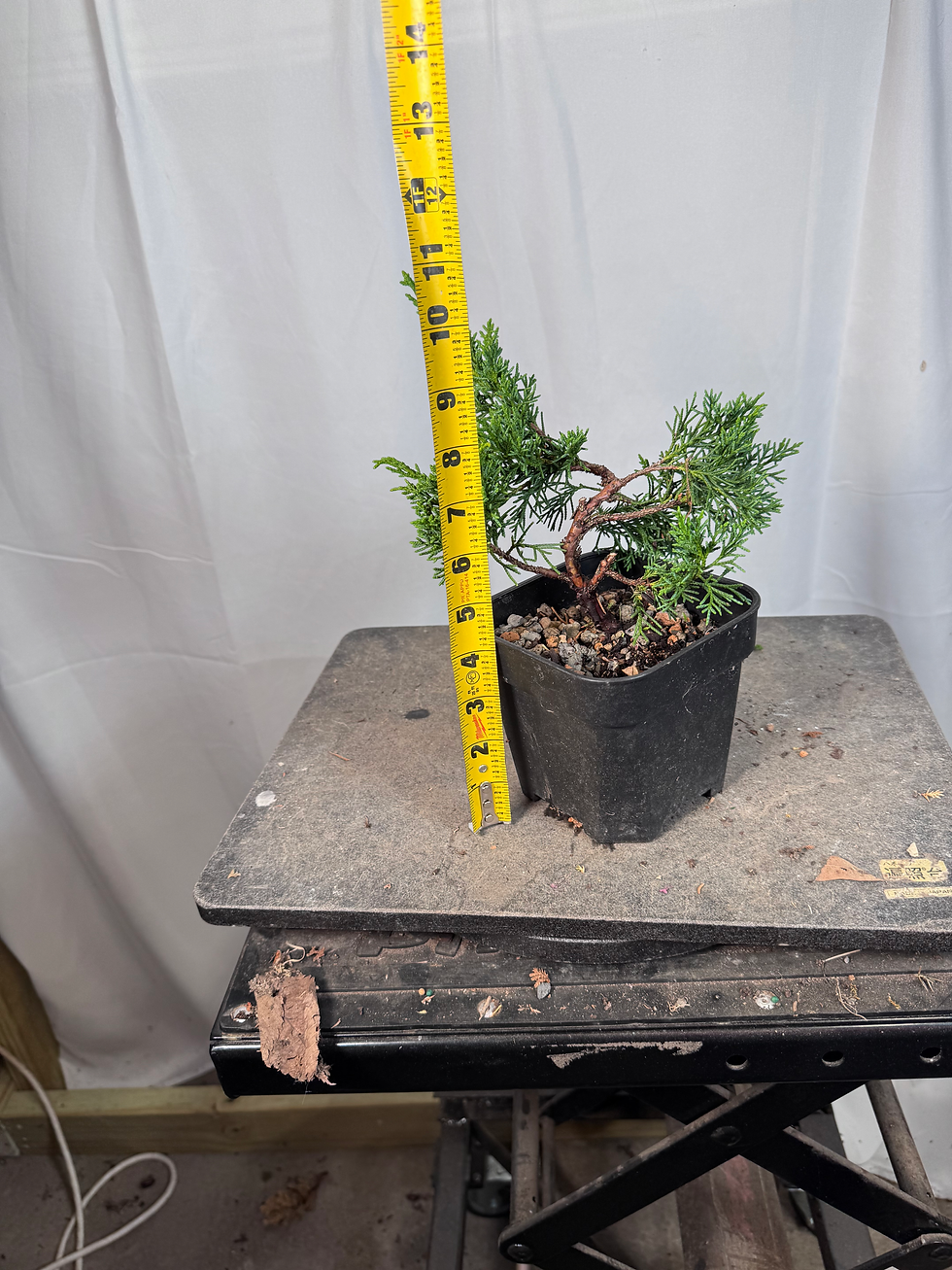 Thumbnail: Japanese Shimpaku Juniper Kishu