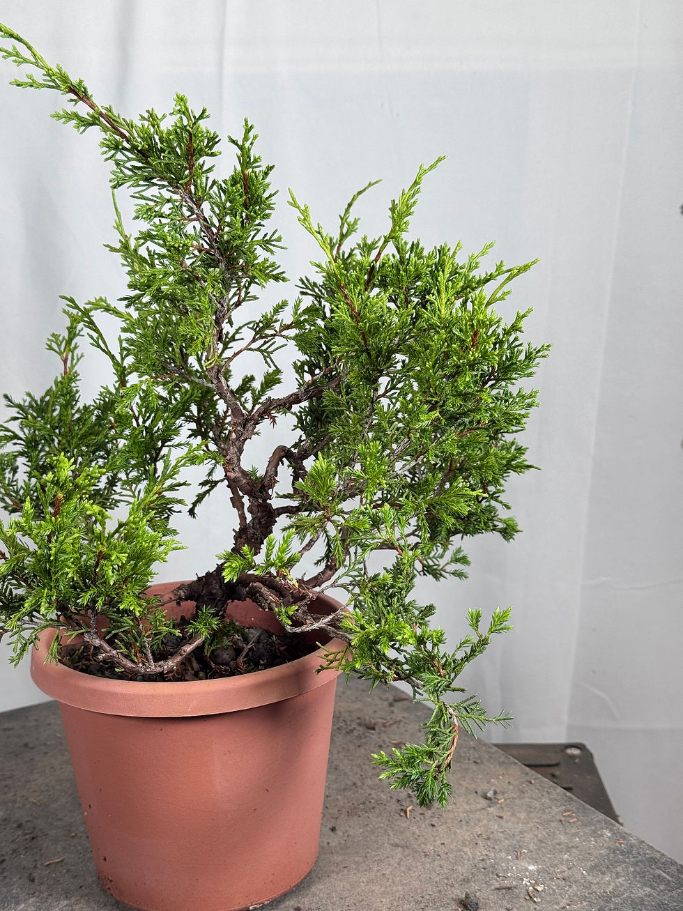 Thumbnail: Itoigawa Shimpaku Juniper Side View