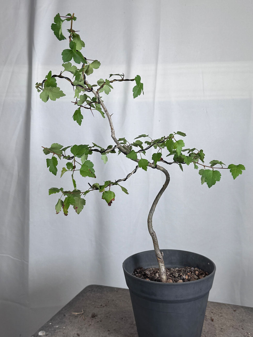 Thumbnail: Washington Hawthorn 