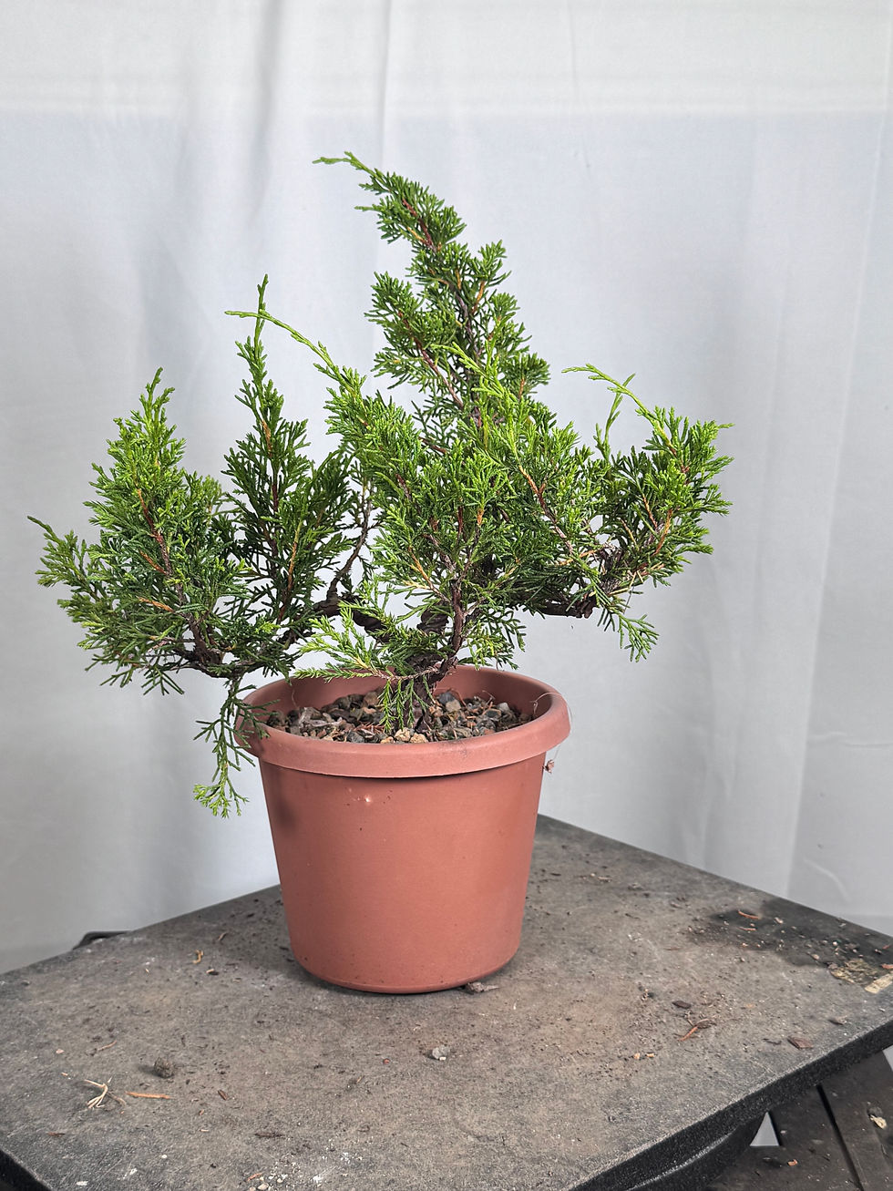Thumbnail: Itoigawa Shimpaku Juniper 62