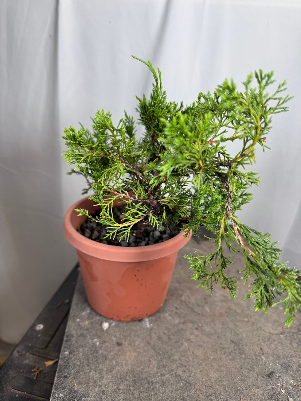 Thumbnail: Itoigawa Shimpaku Juniper #53