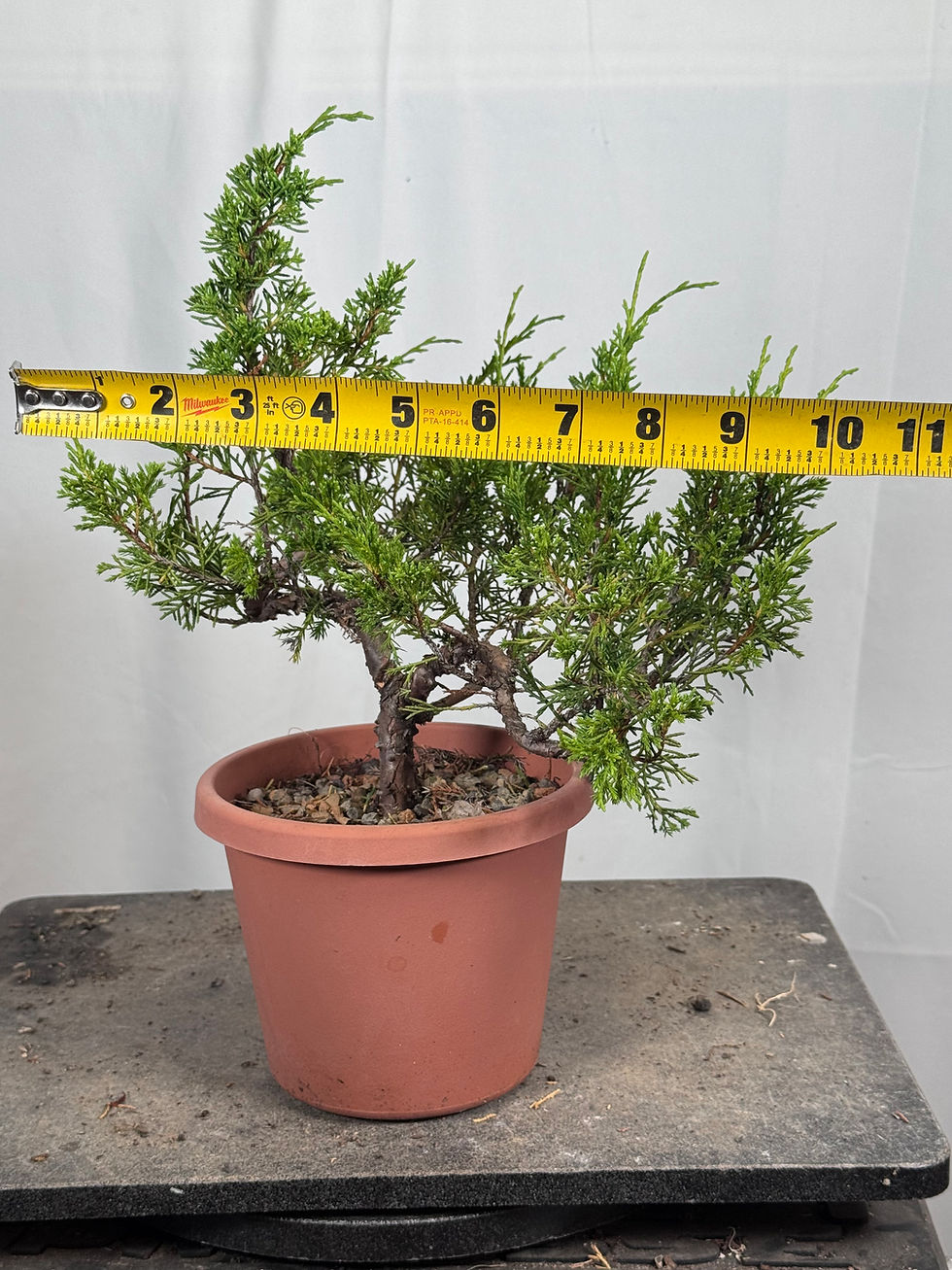 Thumbnail: Itoigawa Shimpaku Juniper 62