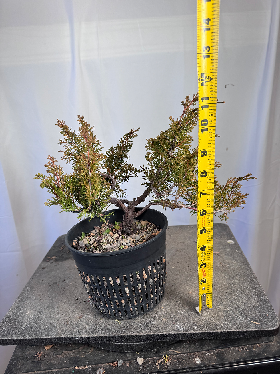 Thumbnail: Itoigawa Juniper 57