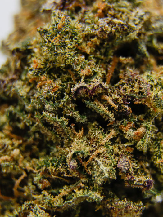 Infiorescenza Weester Pavia Agenzia Galeus Merate Lecco