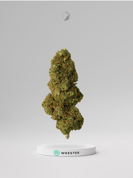 Infiorescenza Weester Pavia Agenzia Galeus Merate Lecco