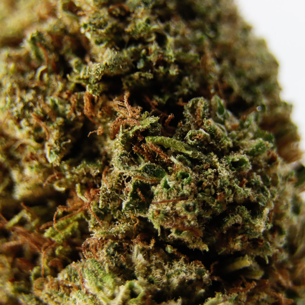 jamaican dream infiorescenza weester