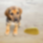 MALPROPRETE CHIEN