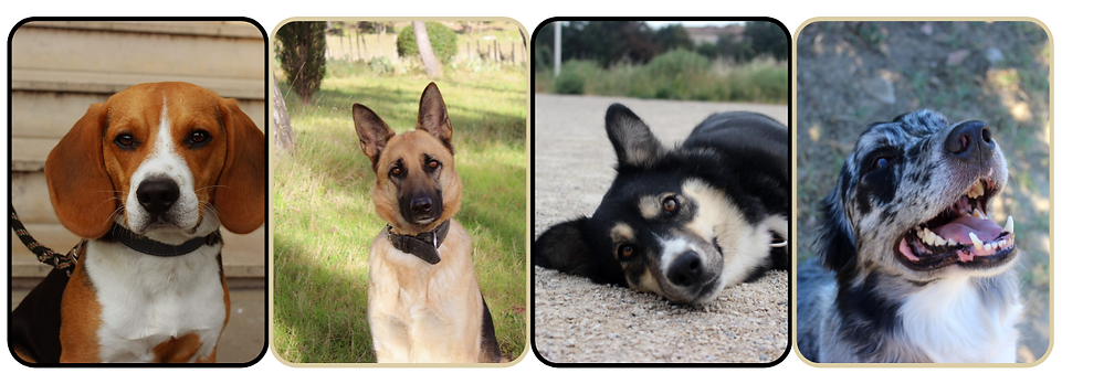 DOGS NATION OCCITANIE