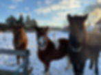 Drei Pferde blicken neugierig im winterlichen Stallalltag.