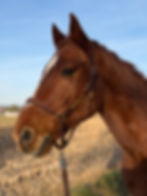 Braunes Pferd mit weißer Blesse und Halfter