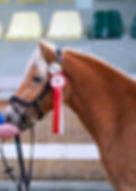 Haflinger Pferd mit roter Rosette und Startnummer