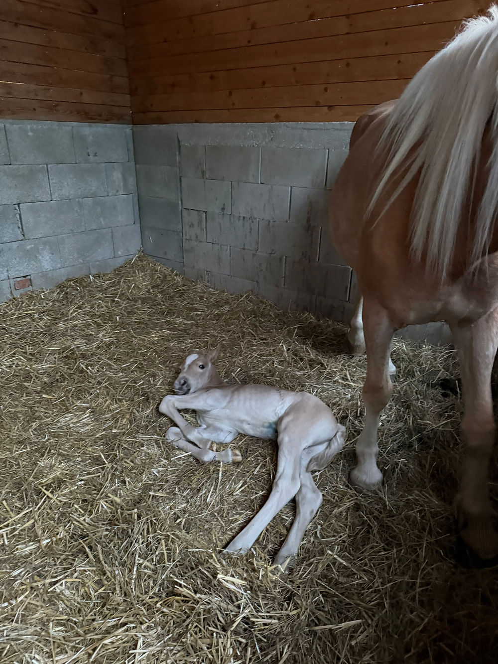Neugeborenes Fohlen auf Stroh im Stall, Stallalltag.