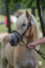 Haflinger Pferd am Zaumzeug