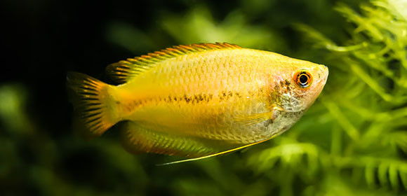 Fadenfisch Gold