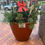 Thumbnail: Adopt-a-Planter Renewal - Regular size