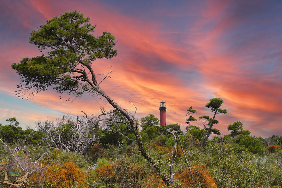 Wilderness and Light