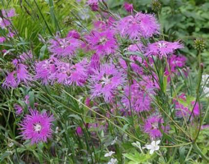 Dianthus Superbus