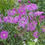 Thumbnail: Dianthus Superbus