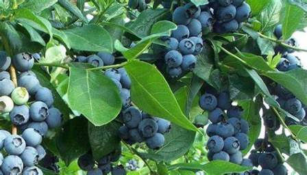 Thumbnail: Vaccinum Corymbosum 'Ivanhoe'