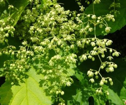 Miniature : Humulus Lupulus 'aureus'