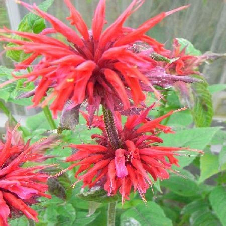 Monarde Bergamote 'Cambridge Scarlet'