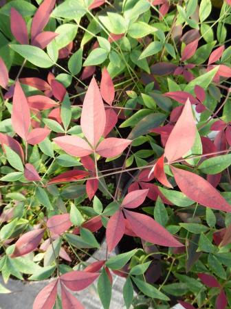 Thumbnail: Nandina Domestica 'Flirt Murasaki'
