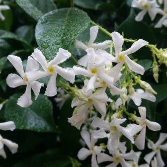 Thumbnail: Trachelospermum Jasminoïdes