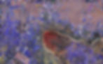 AU4 Frente (front)_edited_edited.jpg