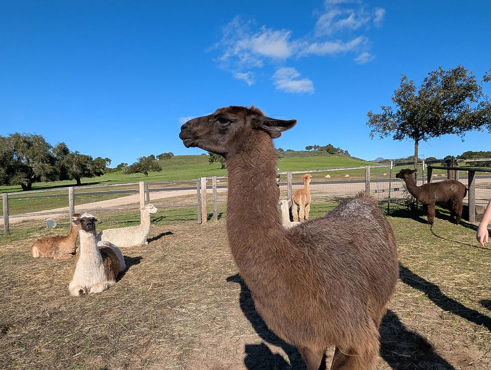 Visit Llamas and Alpacas up close at Zaca Creek Ranch in Buellton, CA (near Santa Barbara)
