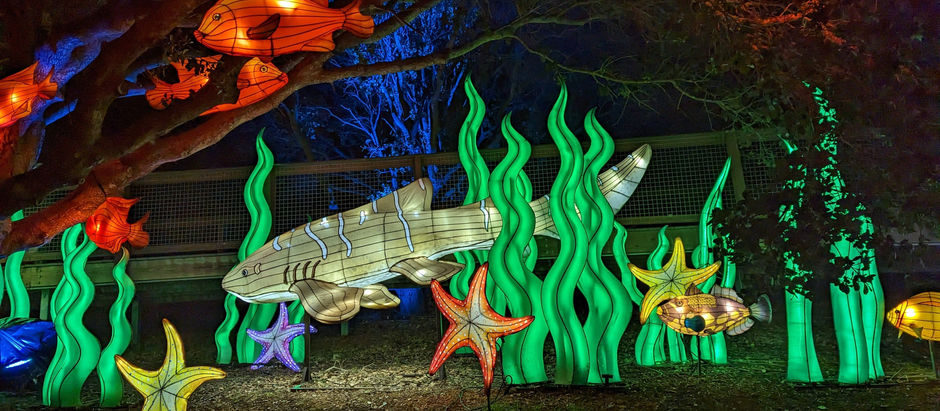 Glowfari at the Oakland Zoo @ Night