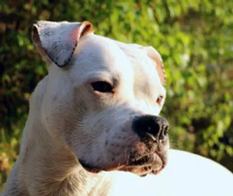 sachkunde und wesenstest 360 grad hund herum